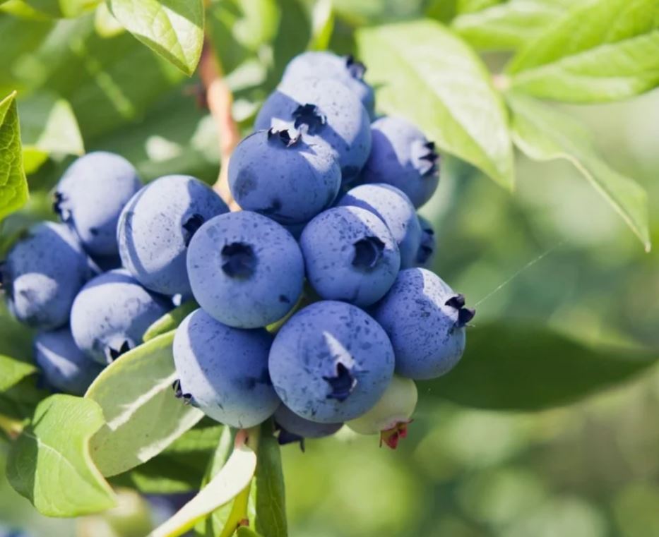 Blueberries: A Natural Way to Improve Your Eye Health
